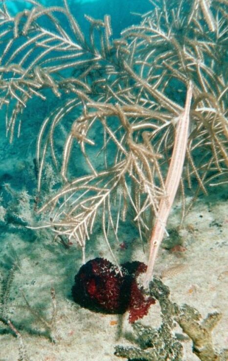 Trumpet Fish doing it's thing - up & down to look like a twig!