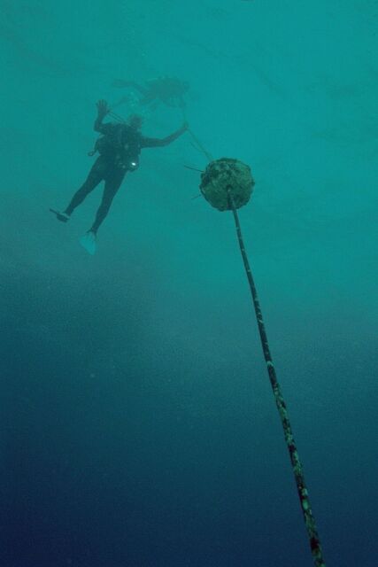 Bob C hanging at 15 feet decompressing, Picture from below!