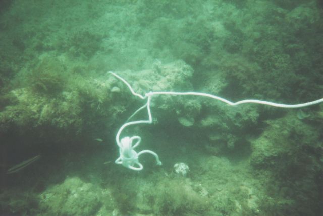 Urca de Lima Dive