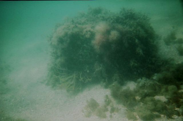 Urca de Lima Dive