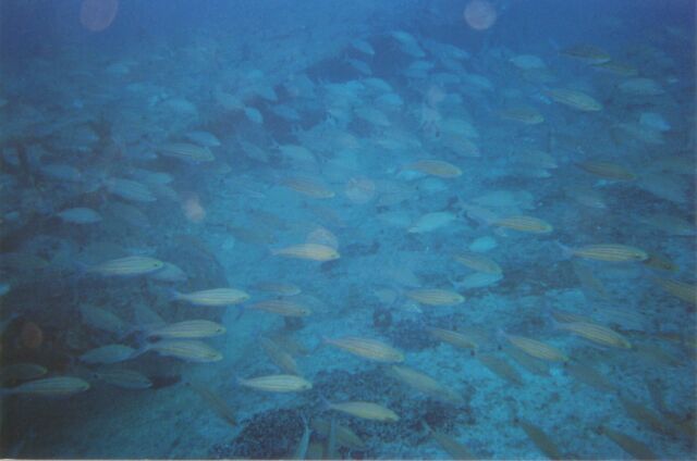 Key Largo / Down Under Dive Club