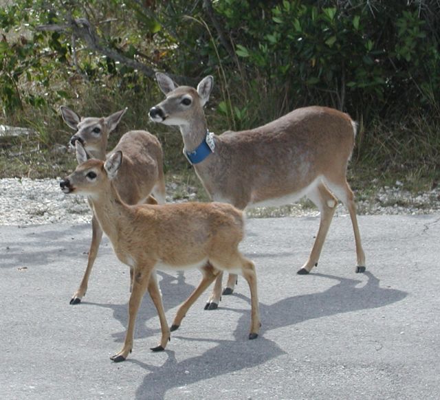 Playing in the Florida Keys