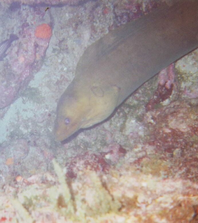 Big Green Moray